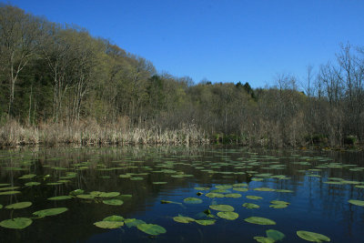 waterlily pads