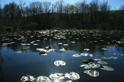 waterlily pads, facing the sun