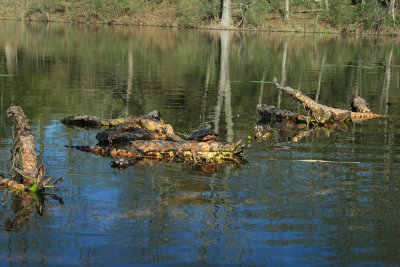 turtle on those lilies