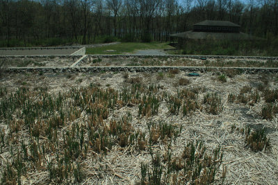 bullrush-filled drainage fields