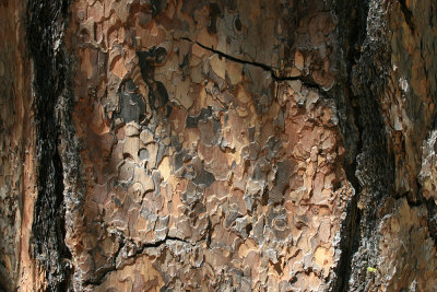 ponderosa pine bark
