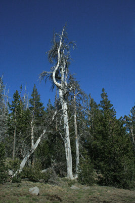 whitebark pine, Three Sisters Meadow Campground