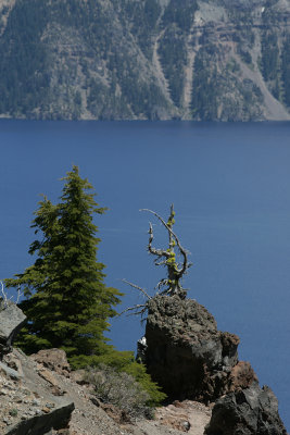 trees, Crater Lake