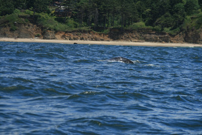 male gray whale off Otter Rock