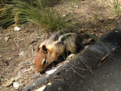 They don't call them chipmunks -- rather, a kind of striped squirrel. Okay.