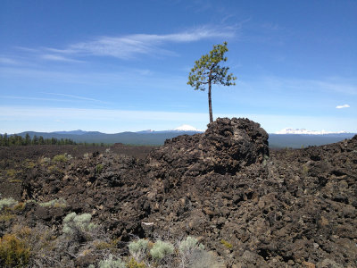 lone tree, Lava Butte
