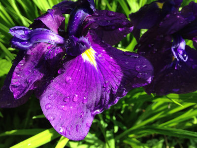 Iris bloom, Steamboat Inn