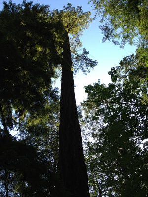200 foot tall tree, North Umpqua River trail