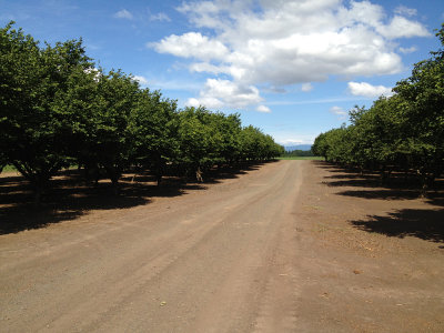 Filbert (hazelnut) orchard, near Corvallis