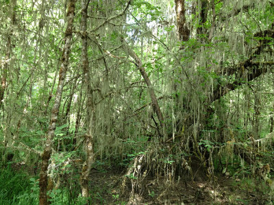 Spanish moss-covered trees, Finley NWR