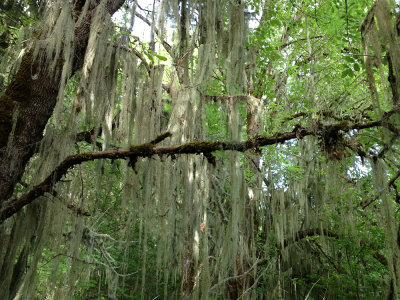 Spanish moss-covered trees, Finley NWR