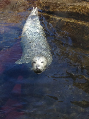 harbor seal, Newport Aquarium