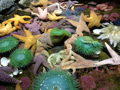 an assortment of anemones and sea stars, Newport Aquarium