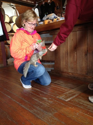 Daisy the squirrel, The Flying Dutchman Winery, Otter Rock