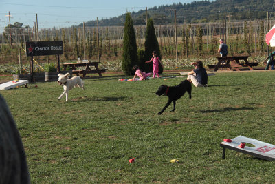 romping dogs, Rogue Brewery