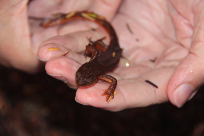 rough-skinned newt (Taricha granulosa), Santiam State Forest