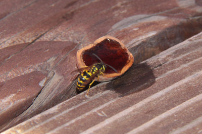 hornet lured by cola in a hazel nut