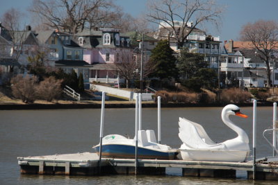 swan boat, Wesley Lake