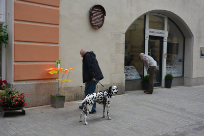 another dog, Regensburg
