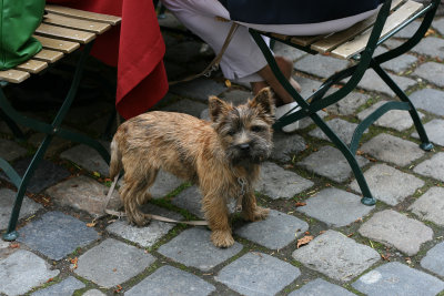 dog, Regensburg