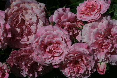 rose garden, Lichtentaler Allee, Baden Baden