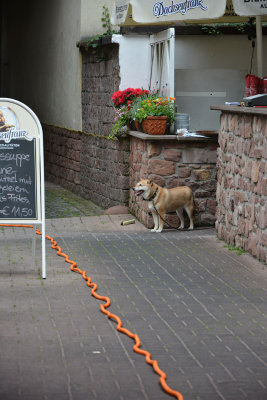 nippy dog and electrical cord, Heidelberg