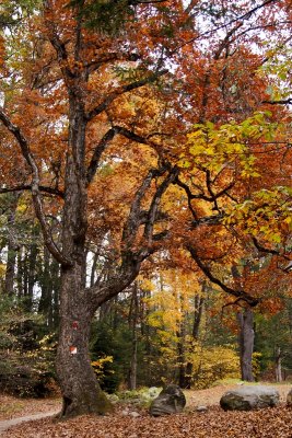 Westfield, Mass.