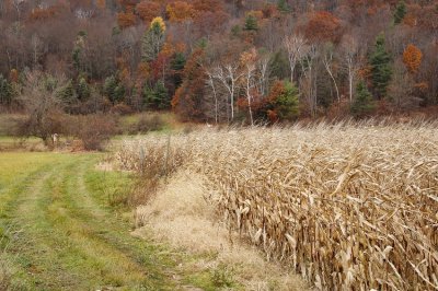 Feeding Hills, Mass.