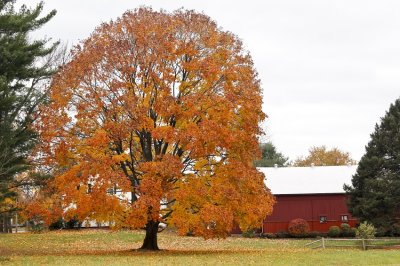 Feeding Hills, Mass.
