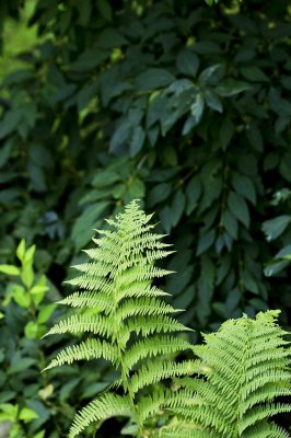 Garden Closeups 2014