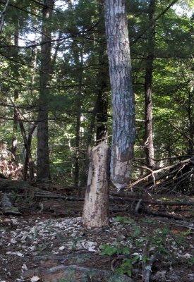 The beaver tree that wouldn't come down