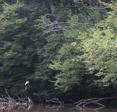 Egret and Great Blue Heron