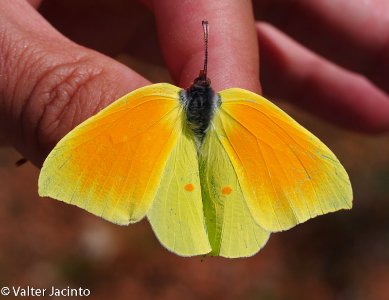 Cleopatra (Gonepteryx cleopatra), male