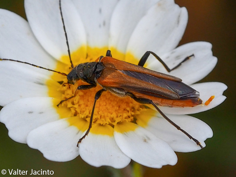 Escaravelho // Beetle (Oedemera simplex)