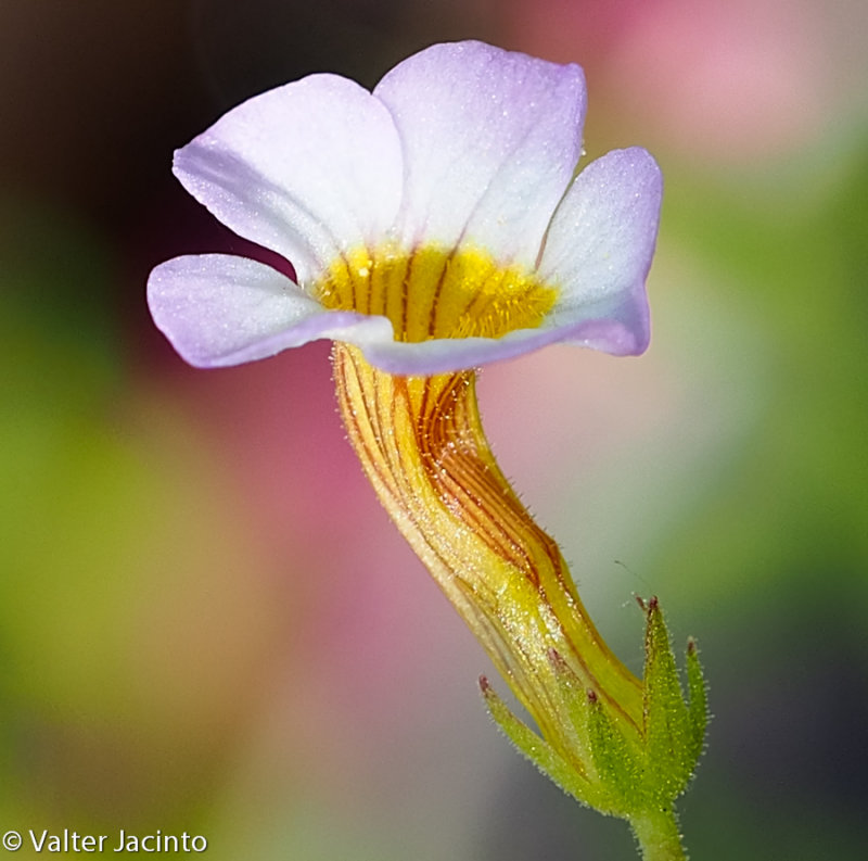 Lenifólio // Wildflower (Gratiola linifolia)
