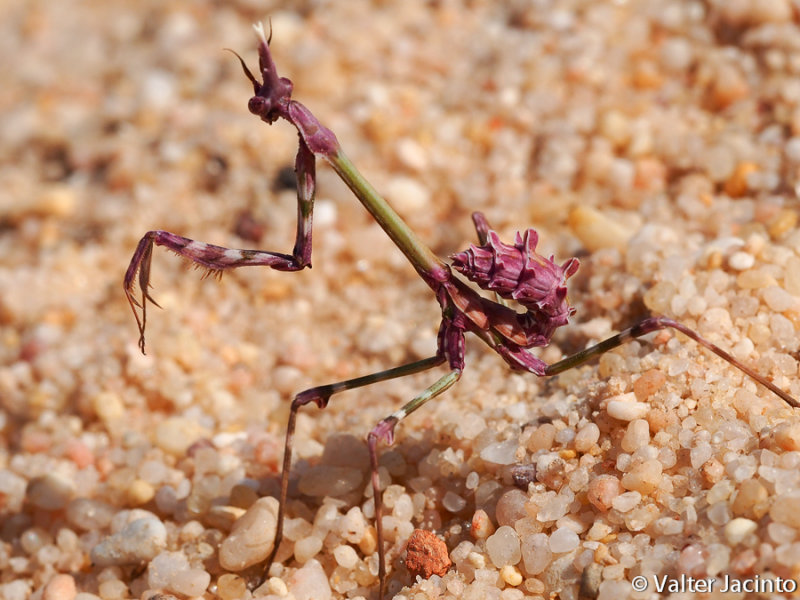 Louva-a-deus-do-corno // Mantis Palo (Empusa pennata)