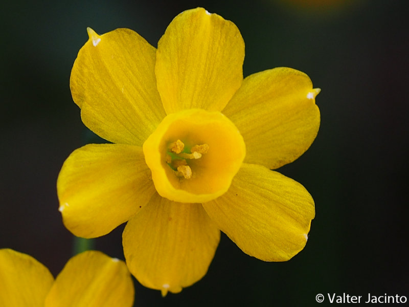 Narciso (Narcissus willkommii)