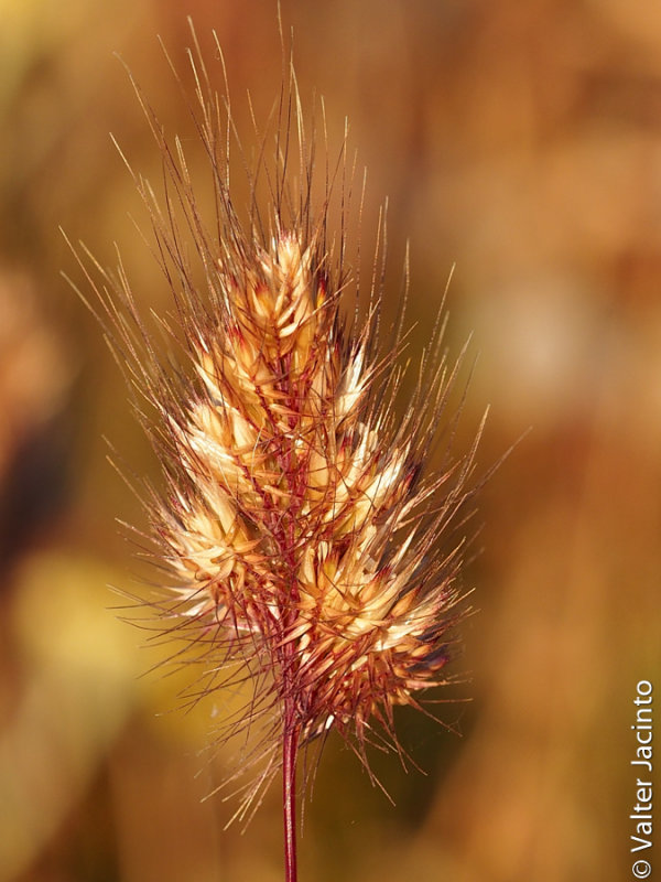 Rabo-de cão // Bristly Dogtail Grass (Cynosurus echinatus)