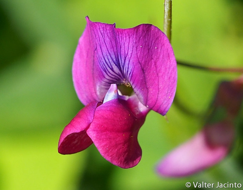 Wildflower (Lathyrus sp.)