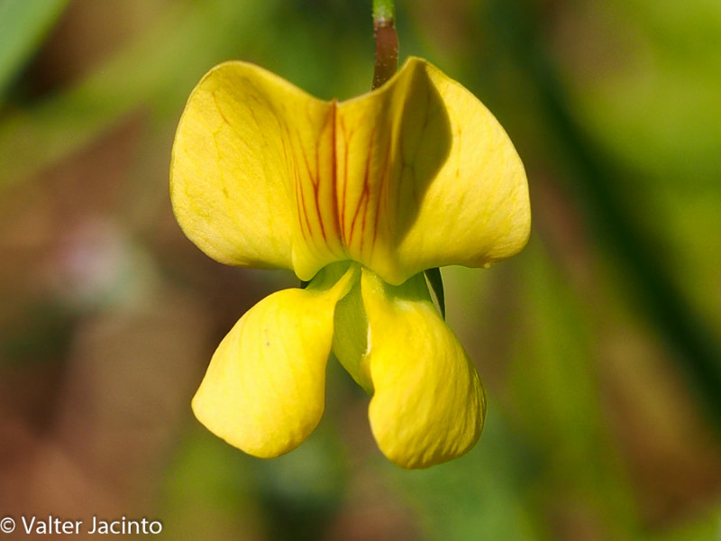 Agrio-roxo; Ciziro-de-um-ano // Annual Yellow Vetchling (Lathyrus annuus)