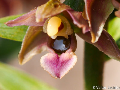 Epipactis tremolsii