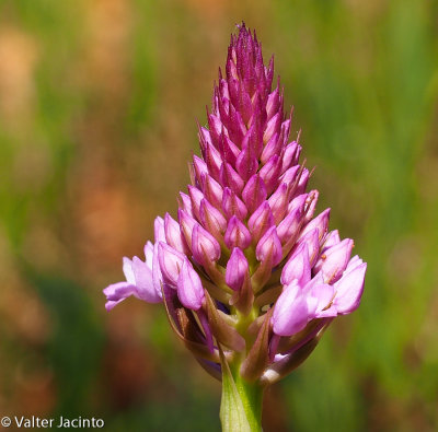 Orqudea-piramidal // Pyramidal Orchid (Anacamptis pyramidalis)