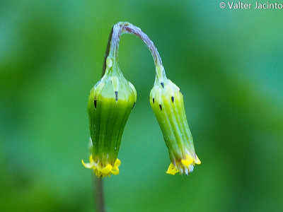 Common Groundsel; Old-man-in-the-Spring (Senecio vulgaris)