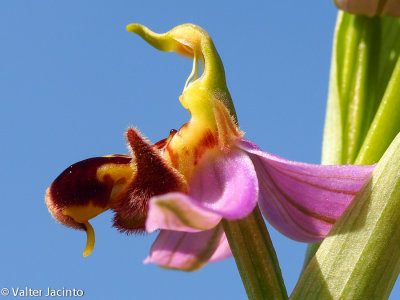 Bee Orchid (Ophrys apifera)