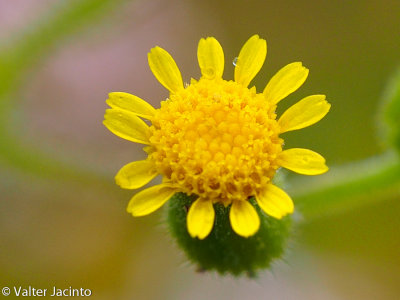 Erva-loira-de-flor-grande; Tasneira-azulada (Senecio lividus)