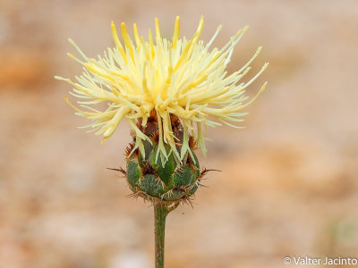 Centaurea occasus