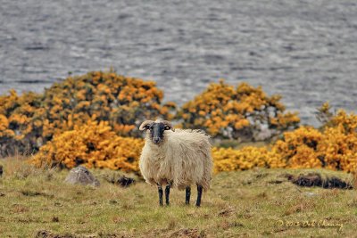 Sheep with Gorse