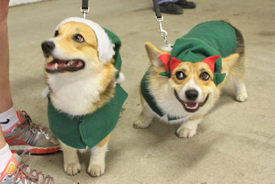 Corgi minions