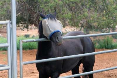 Best Friends Sanctuary - Kanab, Utah