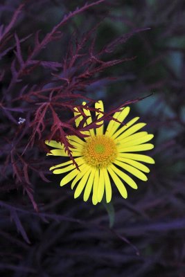 Daisy and Japanese maple